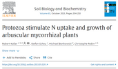 Protozoa stimulate N uptake and growth of arbuscular mycorrhizal plants