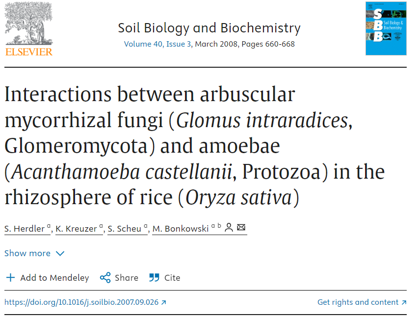 Interactions between arbuscular mycorrhizal fungi (Glomus intraradices, Glomeromycota) and amoebae (Acanthamoeba castellanii, Protozoa) in the rhizosphere of rice (Oryza sativa)