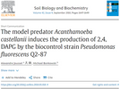 The model predator Acanthamoeba castellanii induces the production of 2,4, DAPG by the biocontrol strain Pseudomonas fluorescens Q2-87