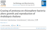 Grazing of protozoa on rhizosphere bacteria alters growth and reproduction of Arabidopsis thalina