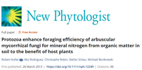 Protozoa enhance foraging efficiency of arbuscular mycorrhizal fungi for mineral nitrogen from organic matter in soil to the benefit of host plants